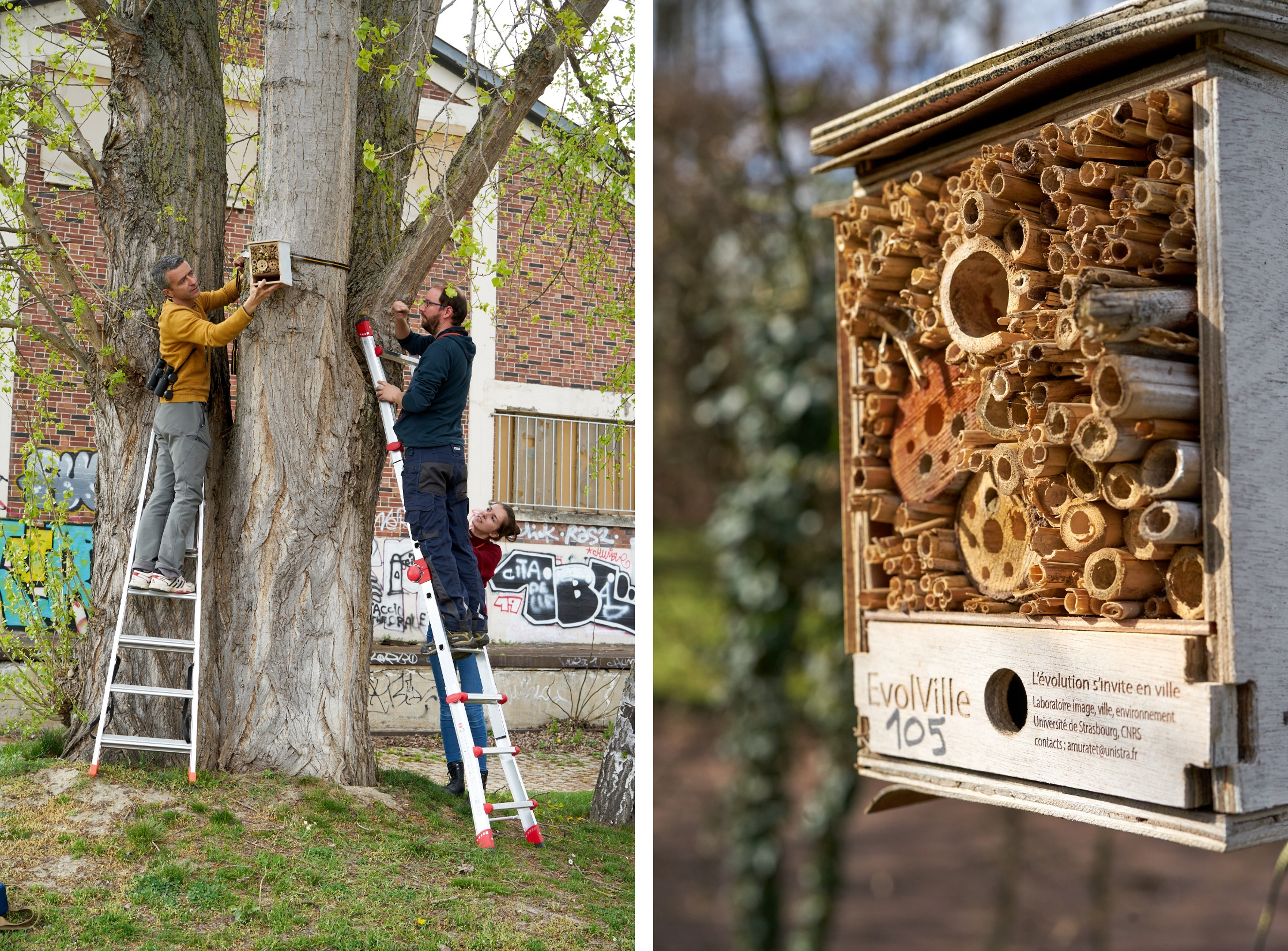 illustration installation nichoir à insectes