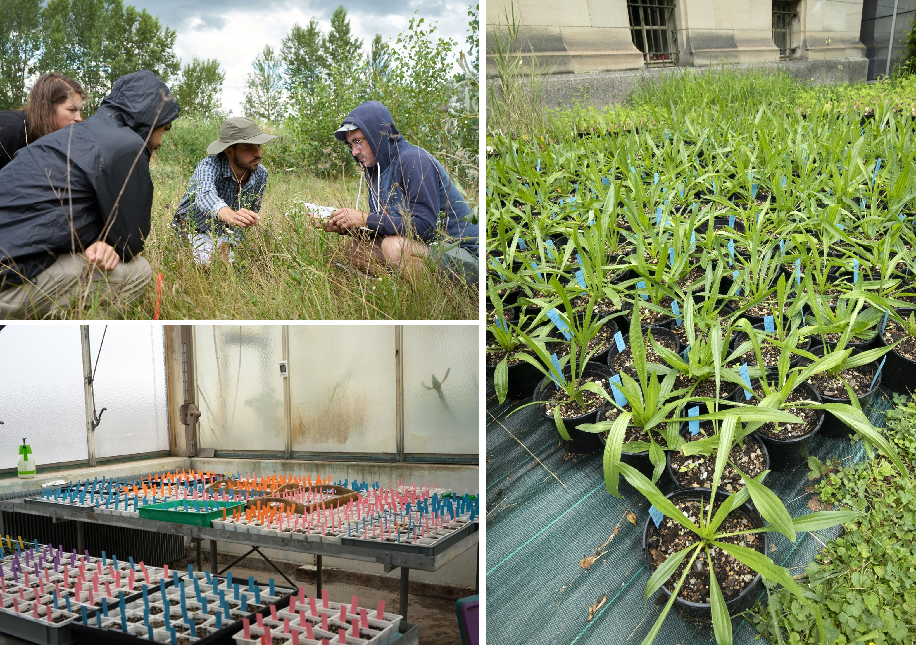 illustration relevé floristique